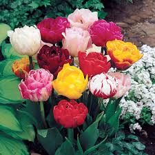 Spring Joy Mix Double Late Tulip–Vibrant Blooms  100 in Box