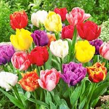 Spring Joy Mix Double Late Tulip–Vibrant Blooms  100 in Box