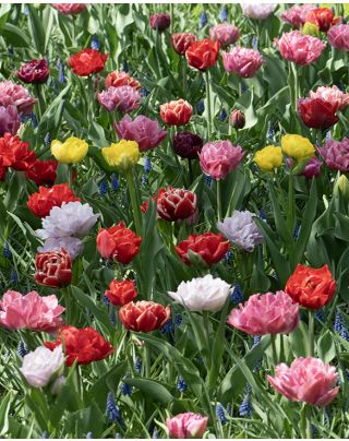Spring Joy Mix Double Late Tulip–Vibrant Blooms  100 in Box