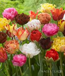 Spring Joy Mix Double Late Tulip–Vibrant Blooms  100 in Box