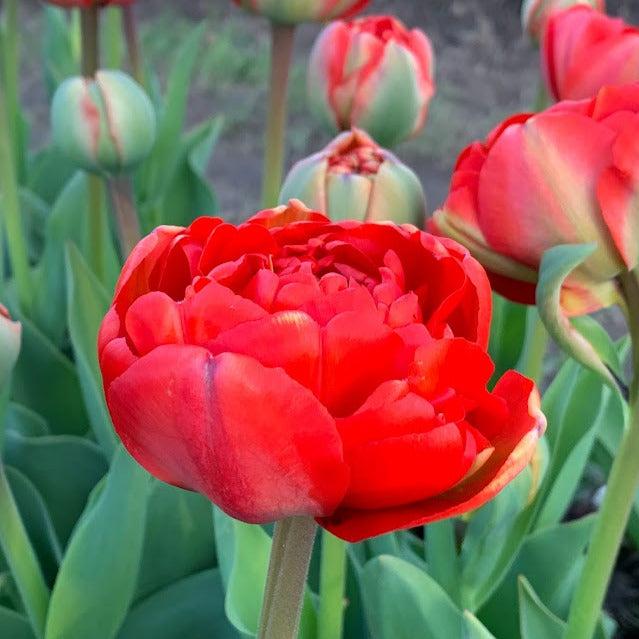 Tulip, Double Late, 'miranda', Red - View 10 from www redcrocus com