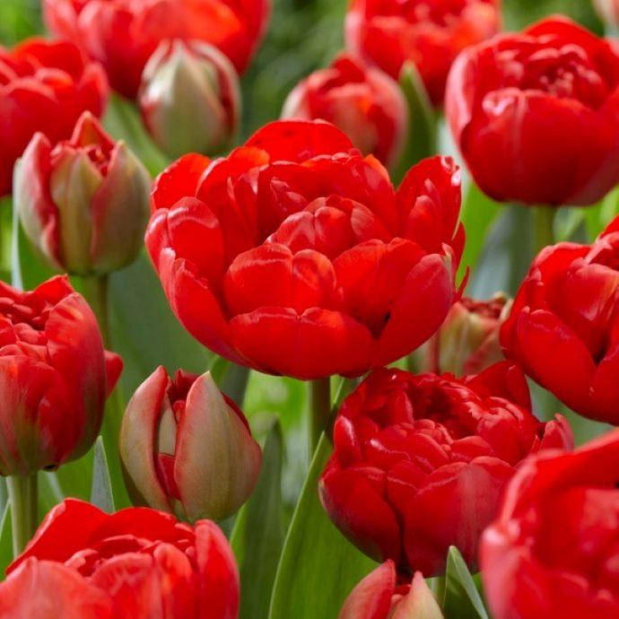 Tulip, Double Late, 'miranda', Red - View 13 from www redcrocus com