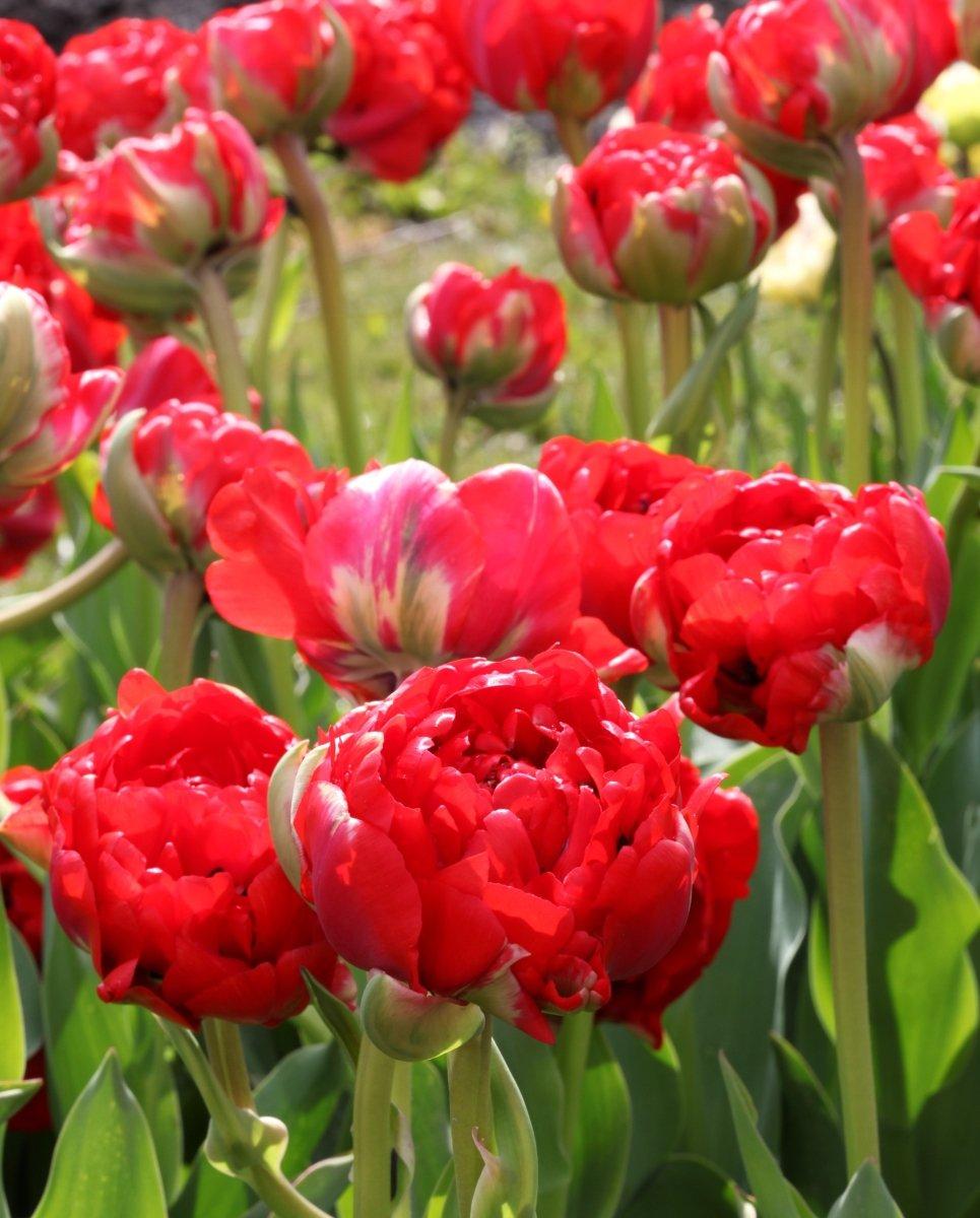 Tulip, Double Late, 'miranda', Red - View 16 from www redcrocus com