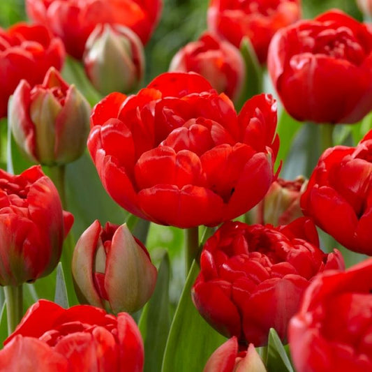 Tulip, Double Late, 'miranda', Red - View 1 from www redcrocus com