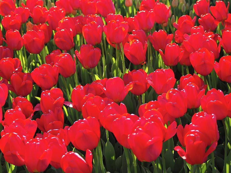 Tulip, Double Late, 'miranda', Red - View 20 from www redcrocus com