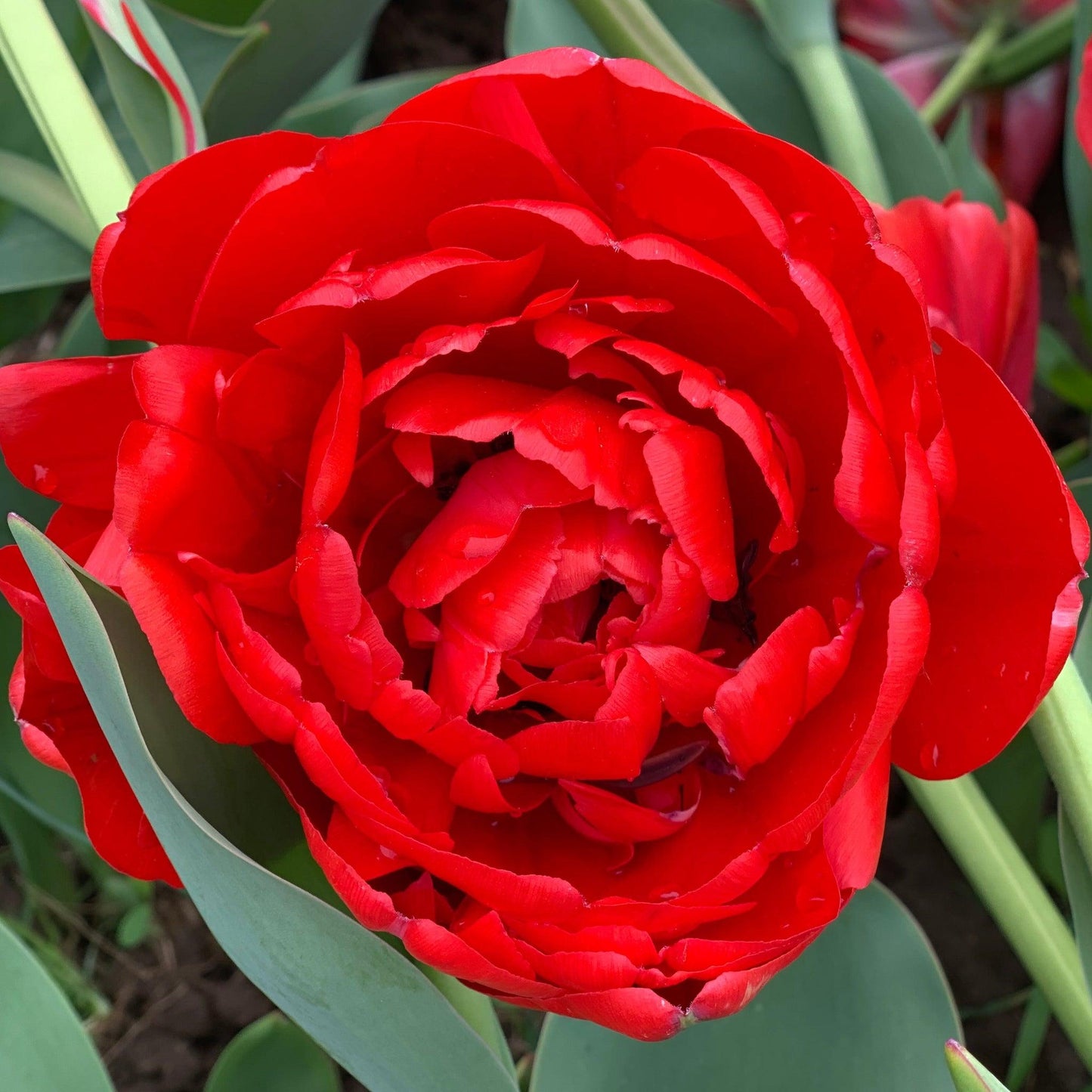 Tulip, Double Late, 'miranda', Red - View 22 from www redcrocus com