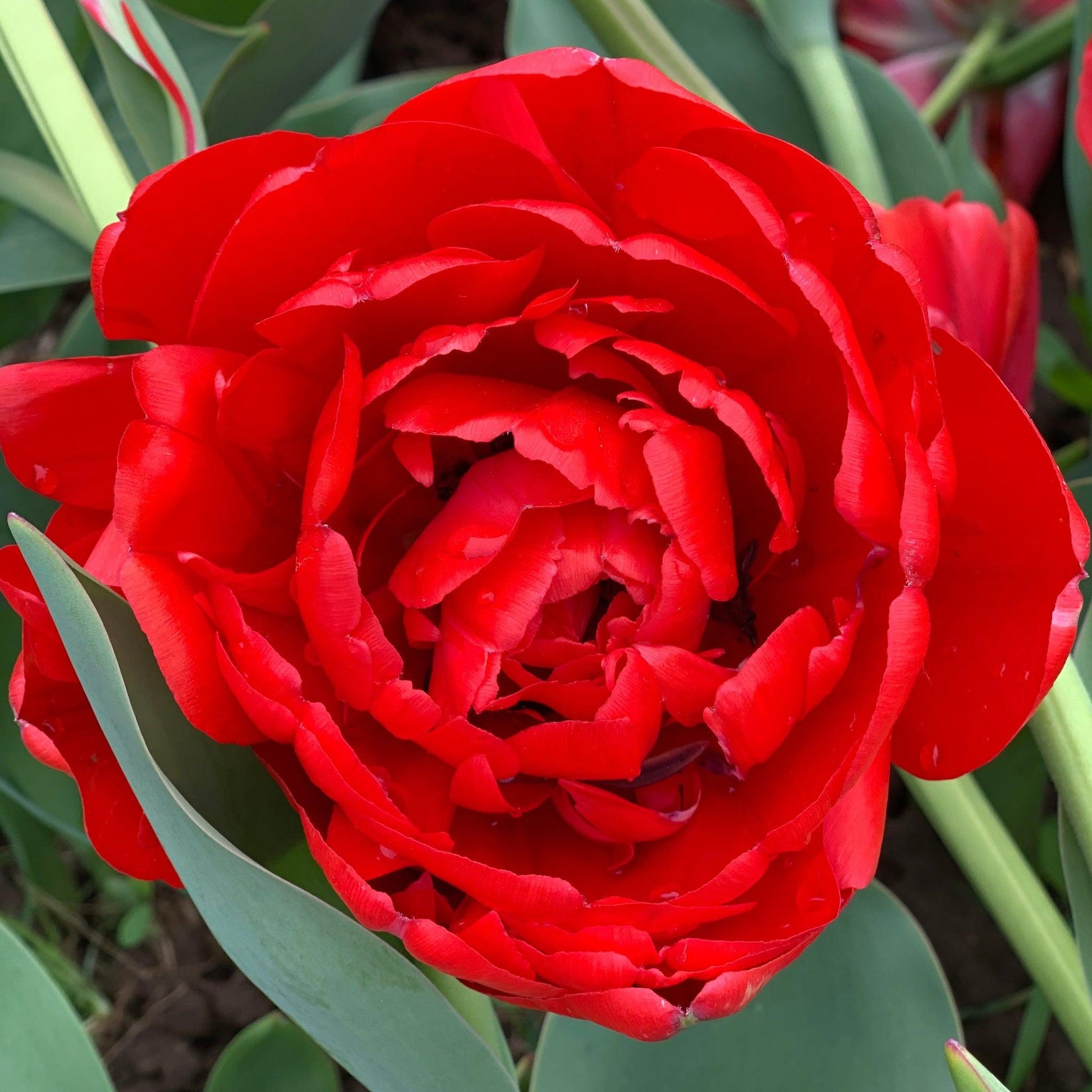 Tulip, Double Late, 'miranda', Red - View 22 from www redcrocus com