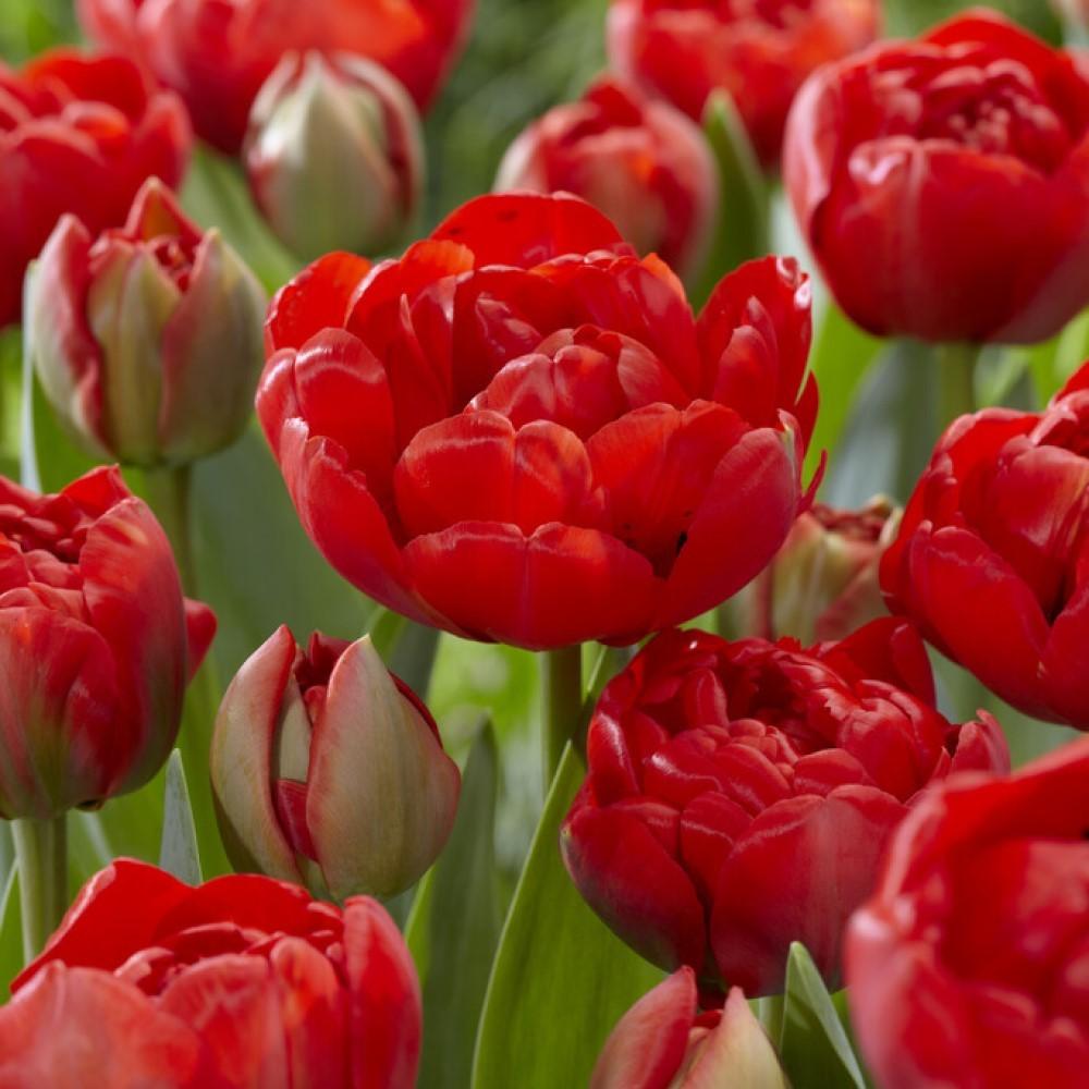 Tulip, Double Late, 'miranda', Red - View 23 from www redcrocus com