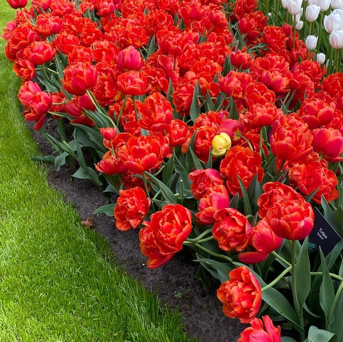 Tulip, Double Late, 'miranda', Red - View 24 from www redcrocus com