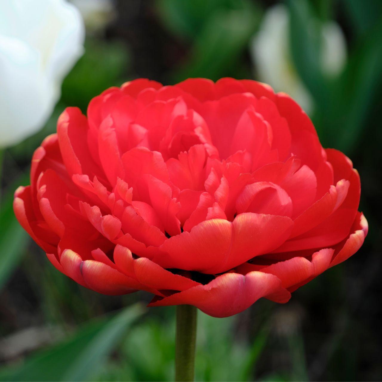 Tulip, Double Late, 'miranda', Red - View 2 from www redcrocus com
