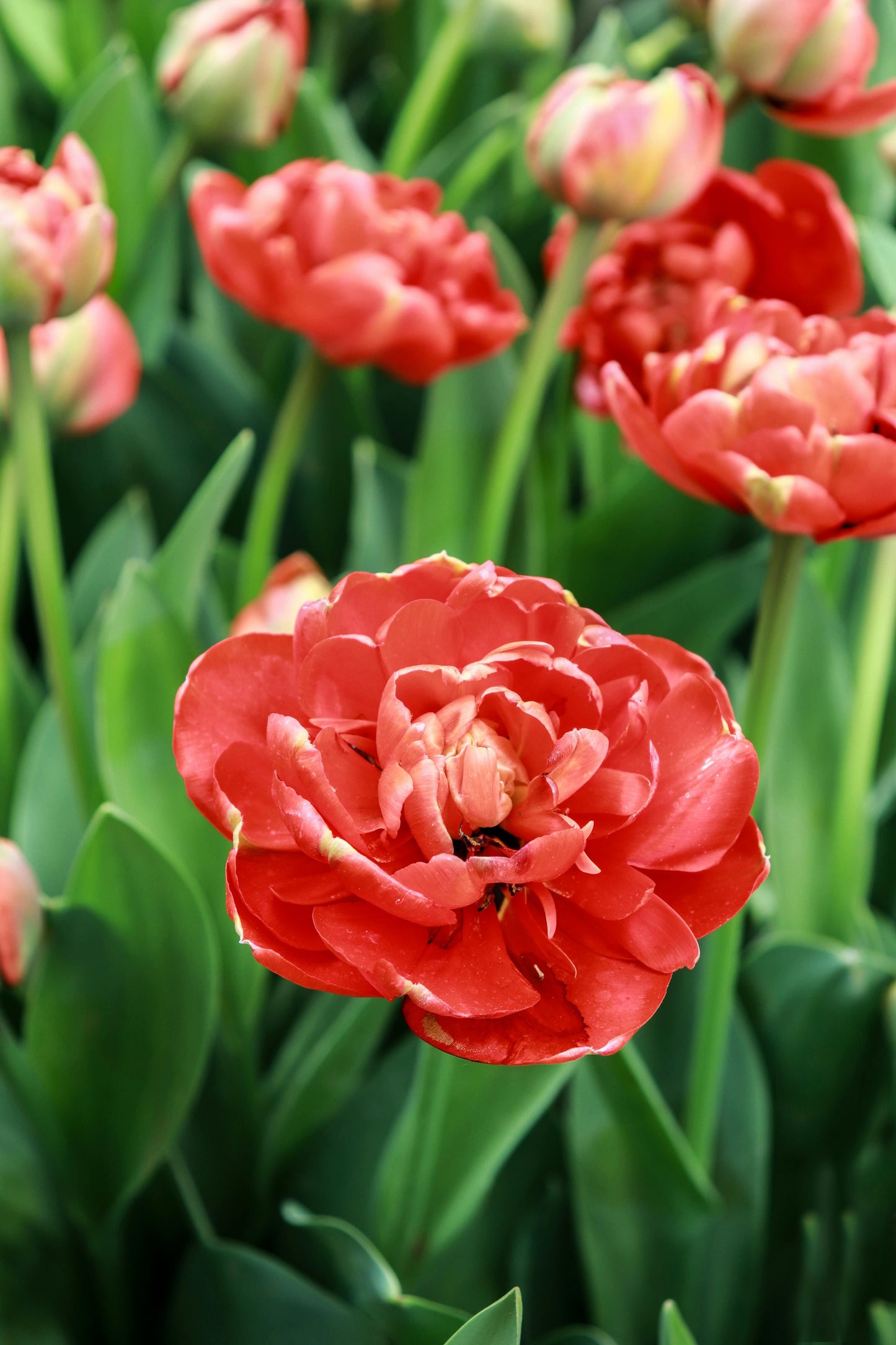 Tulip, Double Late, 'miranda', Red - View 30 from www redcrocus com