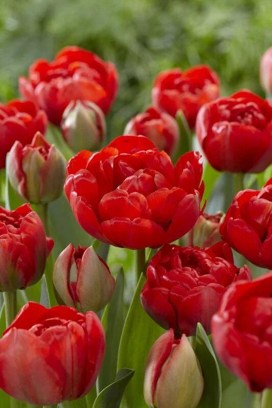 Tulip, Double Late, 'miranda', Red - View 3 from www redcrocus com