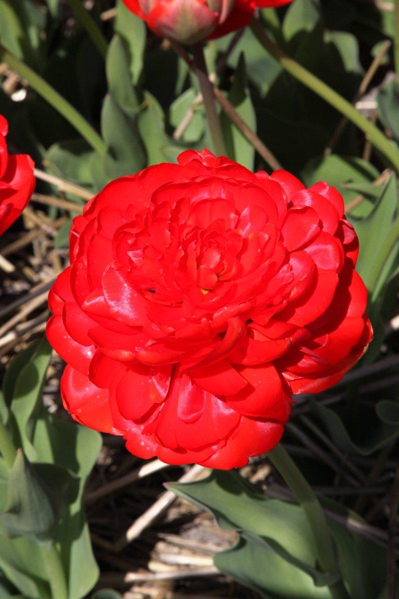 Tulip, Double Late, 'miranda', Red - View 6 from www redcrocus com