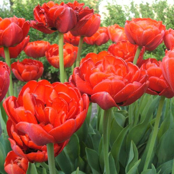 Tulip, Double Late, 'miranda', Red - View 8 from www redcrocus com