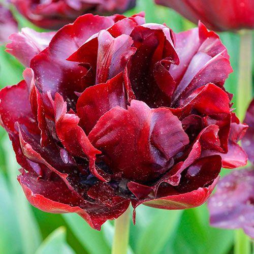 Tulip, Double Late, 'palmyra', Dark Red - View 11 from www redcrocus com