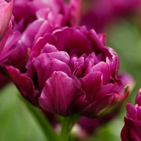 Tulip, Double Late, 'double Negrita', Purple - View 1 from www redcrocus com