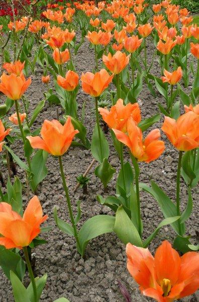 Tulip, Emperor, 'orange Emperor', Carrot Orange - View 11 from www redcrocus com