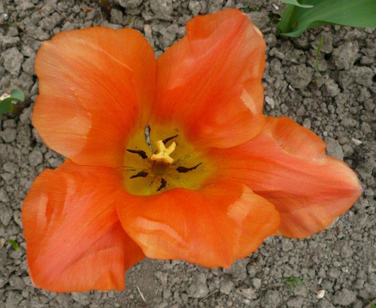 Tulip, Emperor, 'orange Emperor', Carrot Orange - View 12 from www redcrocus com