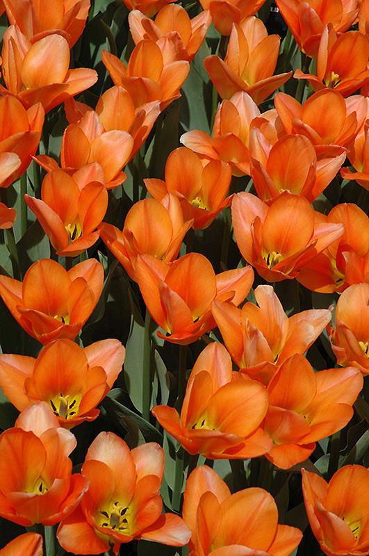 Tulip, Emperor, 'orange Emperor', Carrot Orange - View 13 from www redcrocus com