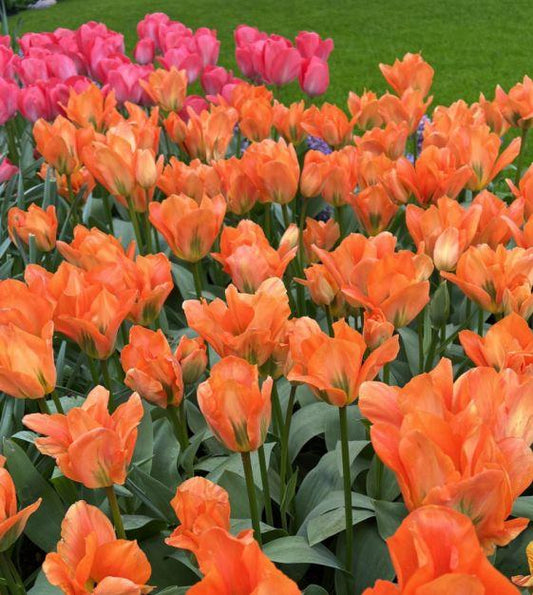 Tulip, Emperor, 'orange Emperor', Carrot Orange - View 1 from www redcrocus com