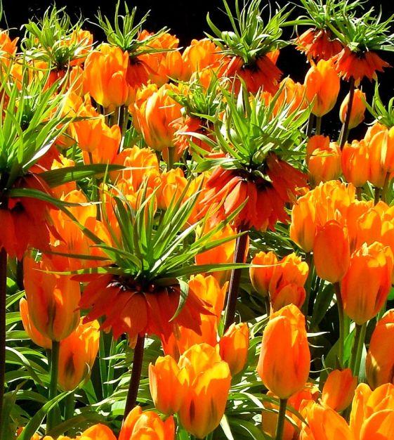 Tulip, Emperor, 'orange Emperor', Carrot Orange - View 3 from www redcrocus com