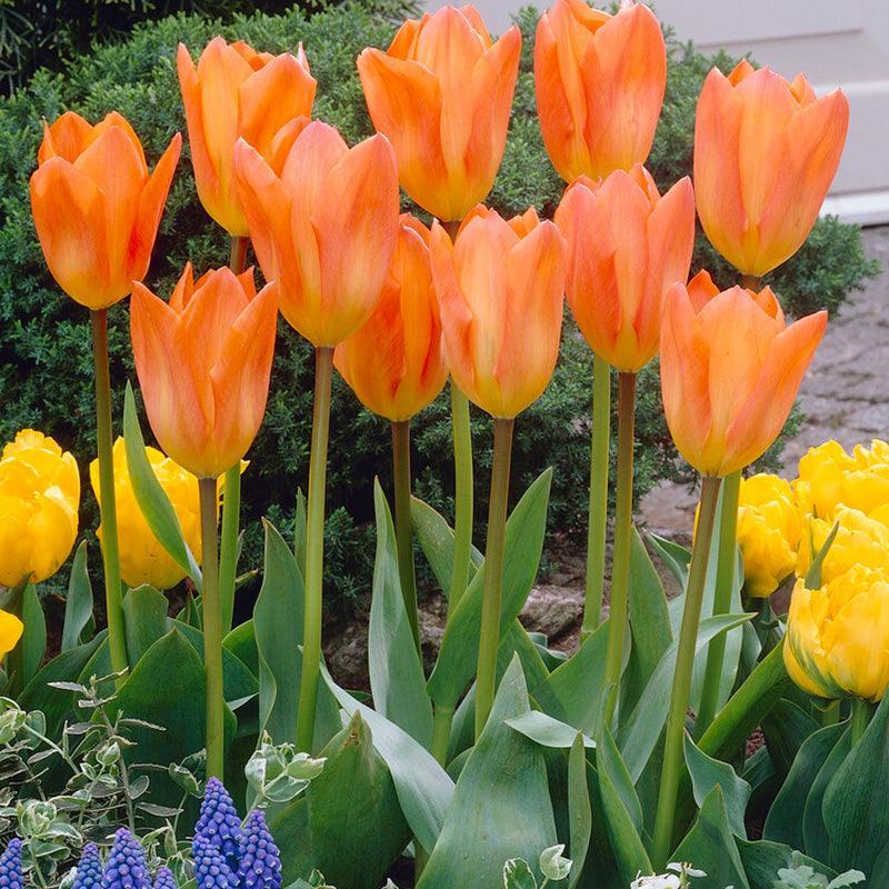 Tulip, Emperor, 'orange Emperor', Carrot Orange - View 4 from www redcrocus com