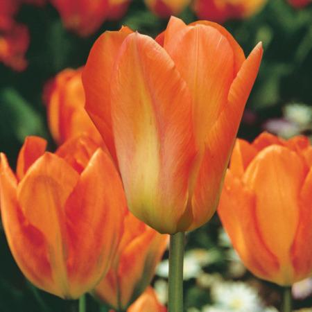 Tulip, Emperor, 'orange Emperor', Carrot Orange - View 5 from www redcrocus com