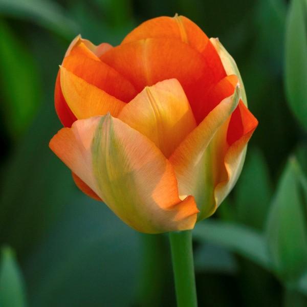 Tulip, Emperor, 'orange Emperor', Carrot Orange - View 7 from www redcrocus com