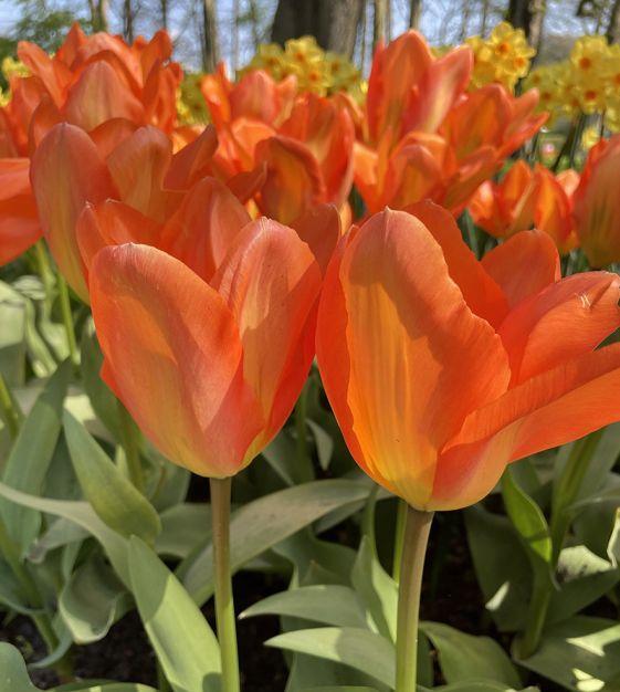 Tulip, Emperor, 'orange Emperor', Carrot Orange - View 8 from www redcrocus com
