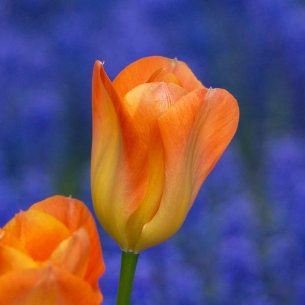 Tulip, Emperor, 'orange Emperor', Carrot Orange - View 9 from www redcrocus com