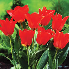 Red Emperor Tulip-Emperor Variety-Bold Spring Color  100 in  Box