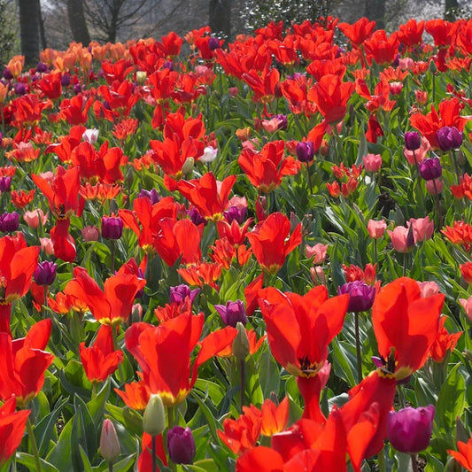 Red Emperor Tulip–Emperor Variety–Vibrant Red Blooms  100 in Box