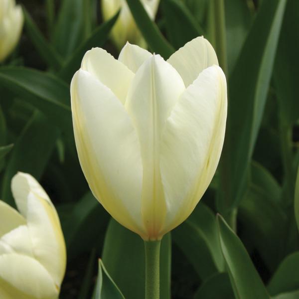 Tulip, Emperor, 'white Emperor', White - View 14 from www redcrocus com