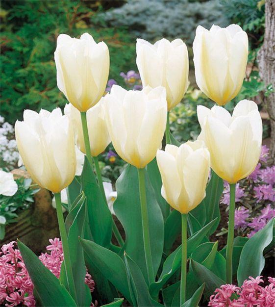 Tulip, Emperor, 'white Emperor', White - View 1 from www redcrocus com