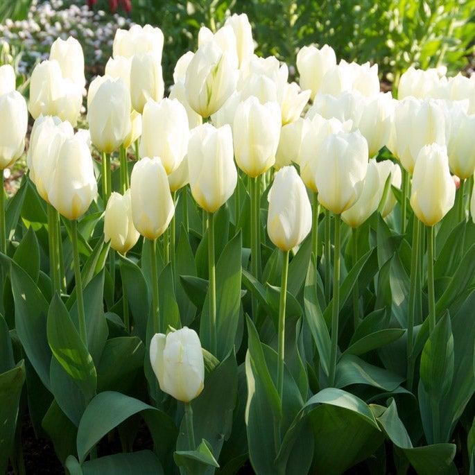 Tulip, Emperor, 'white Emperor', White - View 3 from www redcrocus com