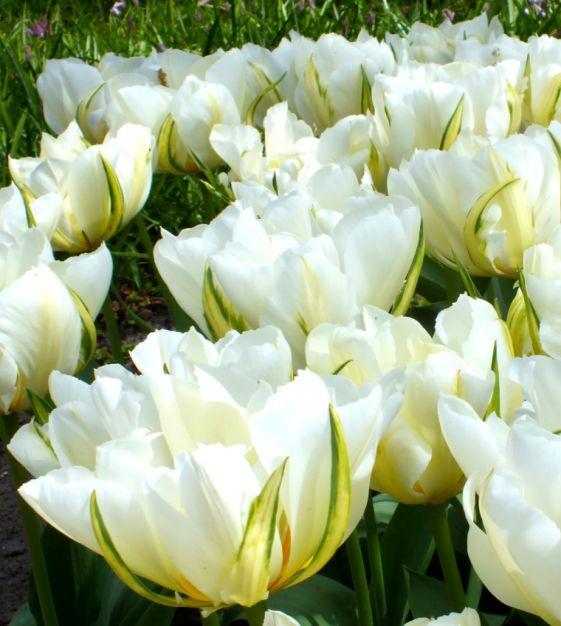 Tulip, Emperor, 'white Emperor', White - View 6 from www redcrocus com