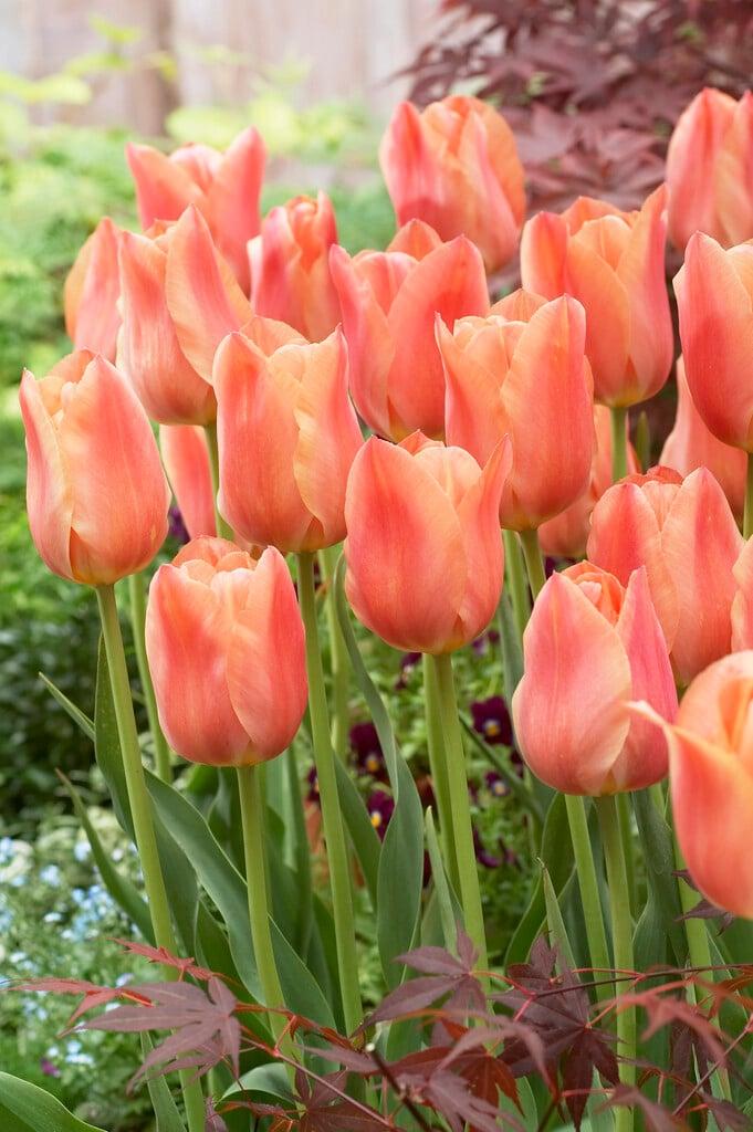 Tulip, Emperor, 'apricot Emperor', Coral Apricot - View 16 from www redcrocus com