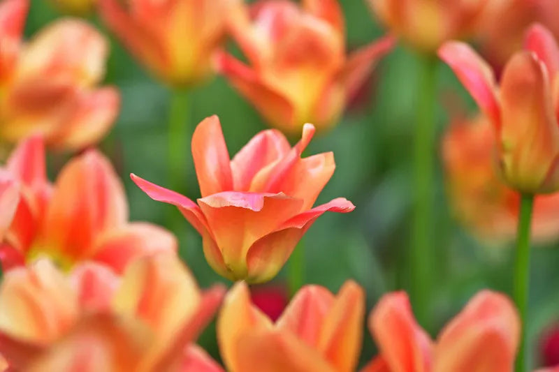 Tulip, Emperor, 'apricot Emperor', Coral Apricot - View 2 from www redcrocus com