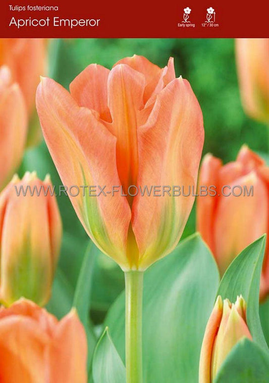Tulip, Emperor, 'apricot Emperor', Coral Apricot - View 3 from www redcrocus com