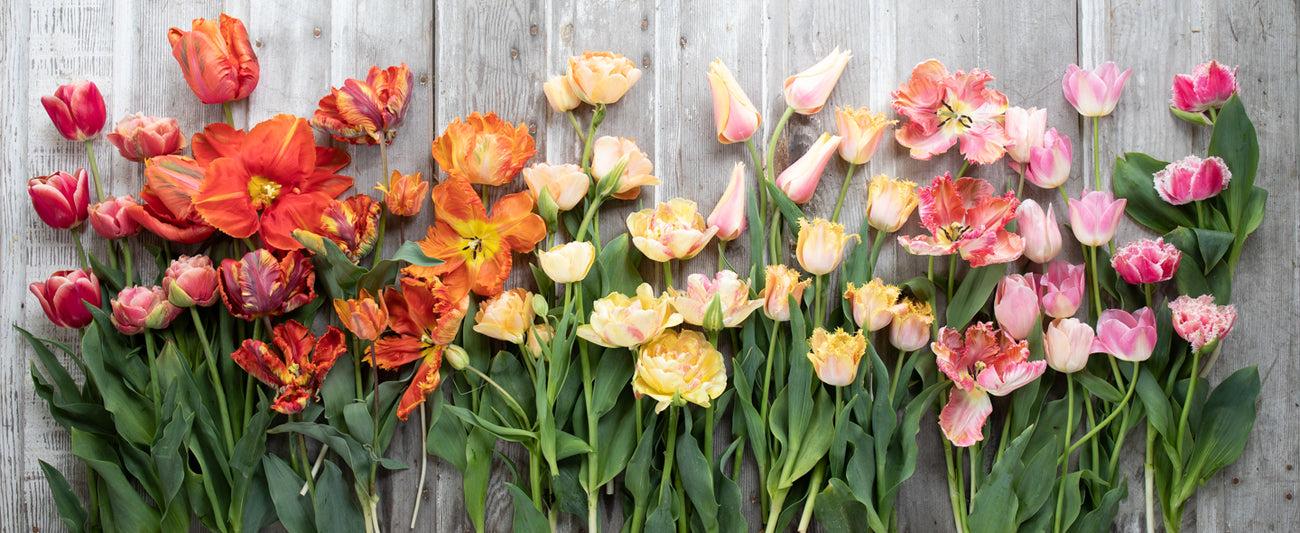 Tulip, Emperor, 'apricot Emperor', Coral Apricot - View 4 from www redcrocus com