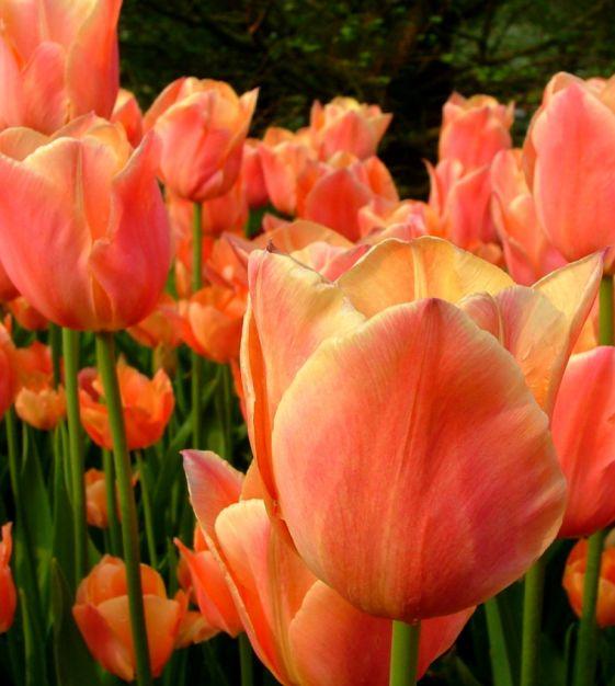 Tulip, Emperor, 'apricot Emperor', Coral Apricot - View 6 from www redcrocus com