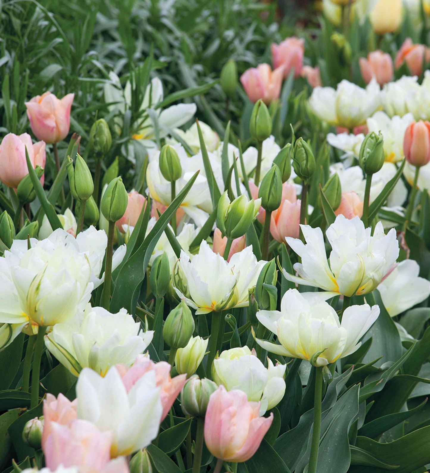 Tulip, Emperor, 'apricot Emperor', Coral Apricot - View 8 from www redcrocus com