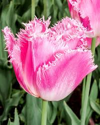 Fancy Frills Tulip-Fringed Petals-Elegant Garden Addition  125 in  Box