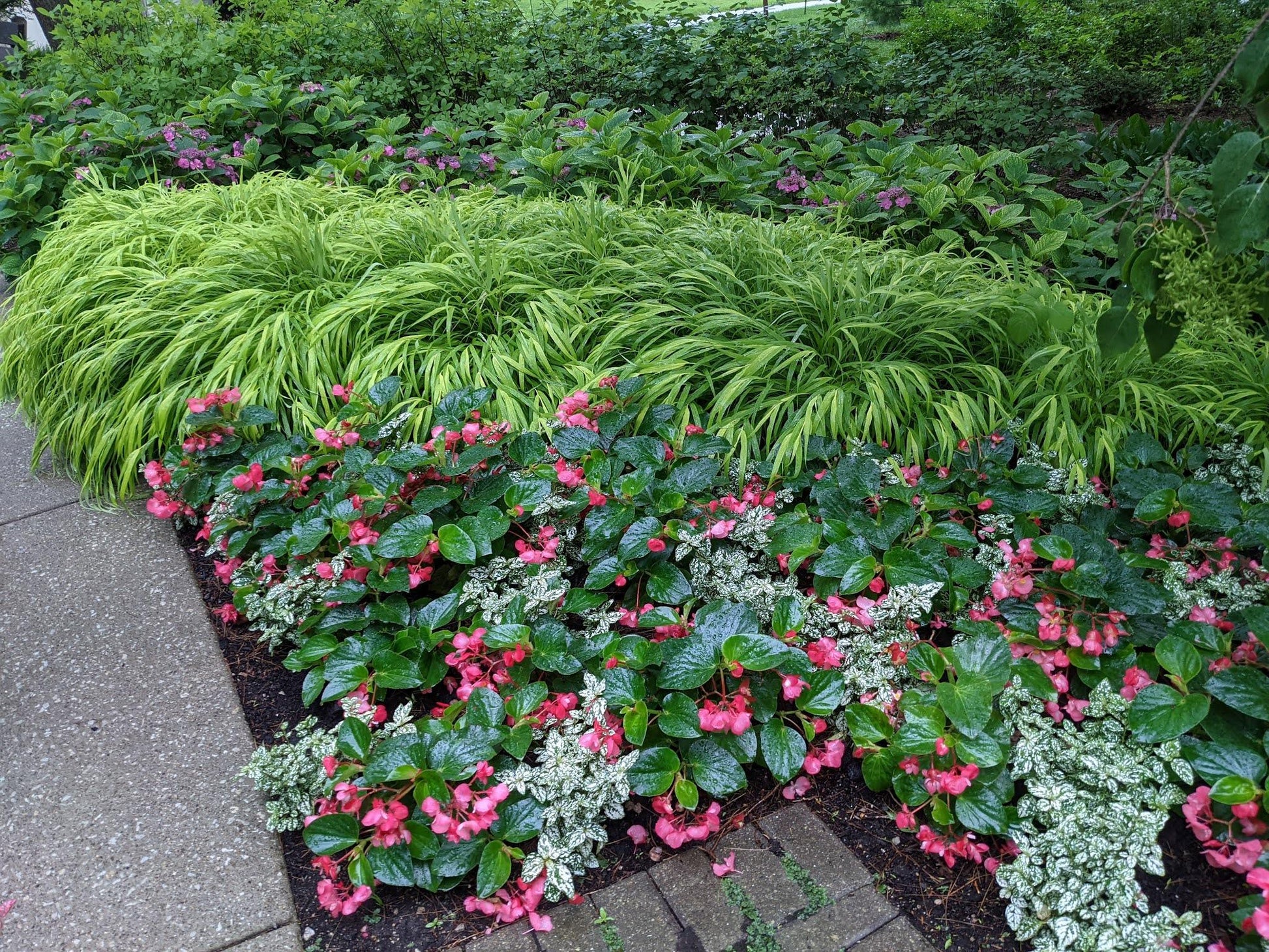 Tulip, Mixture, Lily Flowerbulbs Ing, All Colors - View 15 from www redcrocus com