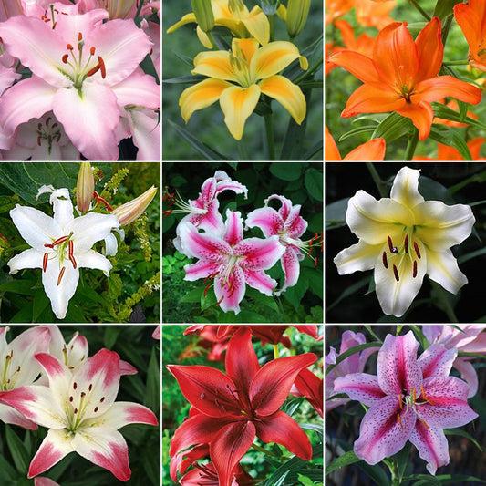 Tulip, Mixture, Lily Flowerbulbs Ing, All Colors - View 20 from www redcrocus com