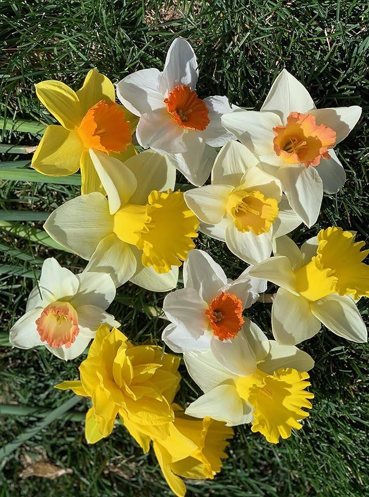 Tulip, Mixture, Lily Flowerbulbs Ing, All Colors - View 21 from www redcrocus com