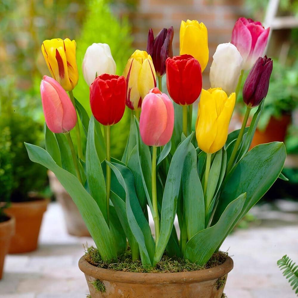 Tulip, Mixture, Lily Flowerbulbs Ing, All Colors - View 22 from www redcrocus com