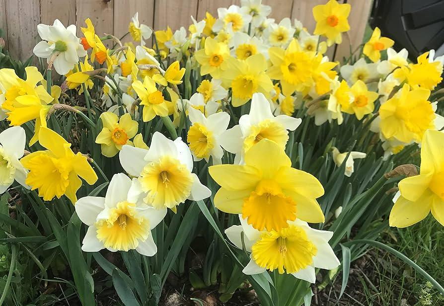 Tulip, Mixture, Lily Flowerbulbs Ing, All Colors - View 23 from www redcrocus com