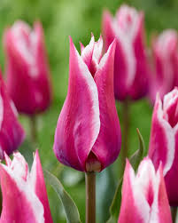 Tulip 'Claudia'–Lily Flowering–Elegant pink hue with white edges  100 in Box