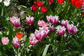 Tulip 'Claudia'–Lily Flowering–Elegant pink hue with white edges  100 in Box